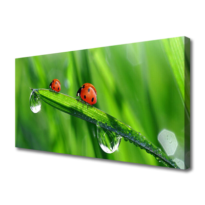 Photo sur toile Coccinelle feuille floral vert rouge noir