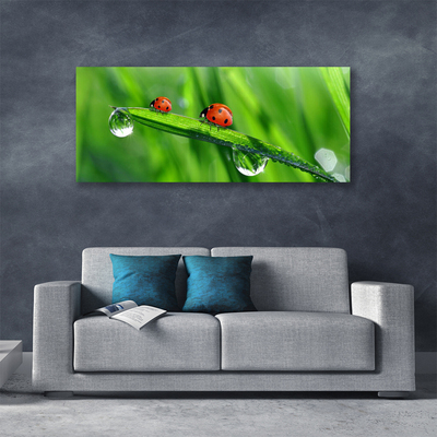 Photo sur toile Coccinelle feuille floral vert rouge noir