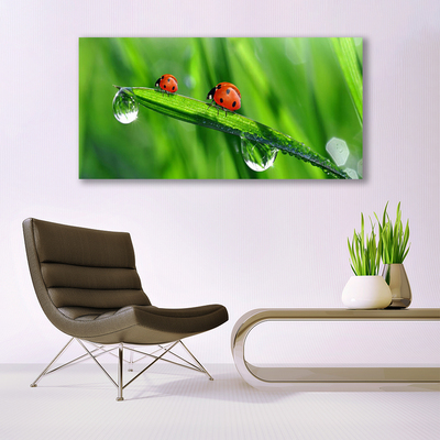 Photo sur toile Coccinelle feuille floral vert rouge noir