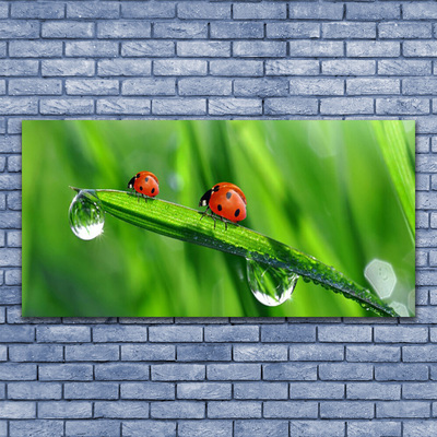 Photo sur toile Coccinelle feuille floral vert rouge noir