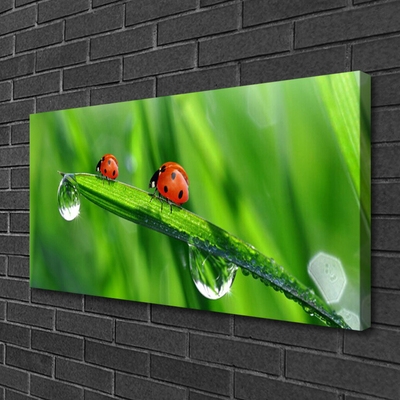 Photo sur toile Coccinelle feuille floral vert rouge noir