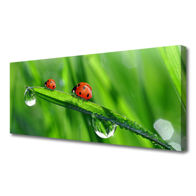 Photo sur toile Coccinelle feuille floral vert rouge noir