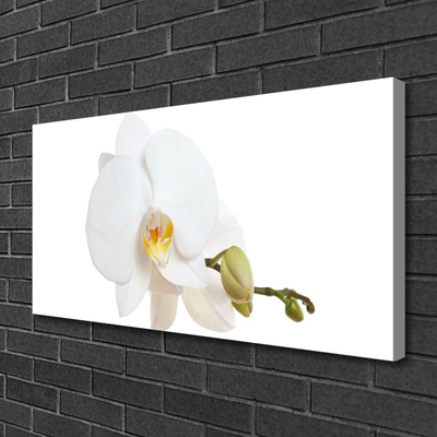 Photo sur toile Fleur floral blanc