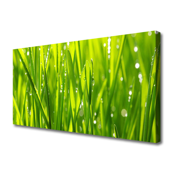 Photo sur toile Herbe nature vert