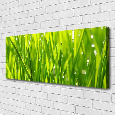 Photo sur toile Herbe nature vert