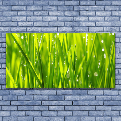 Photo sur toile Herbe nature vert