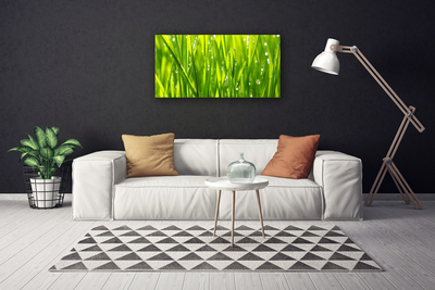 Photo sur toile Herbe nature vert