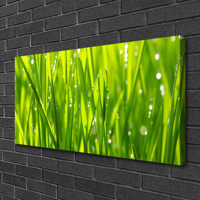 Photo sur toile Herbe nature vert