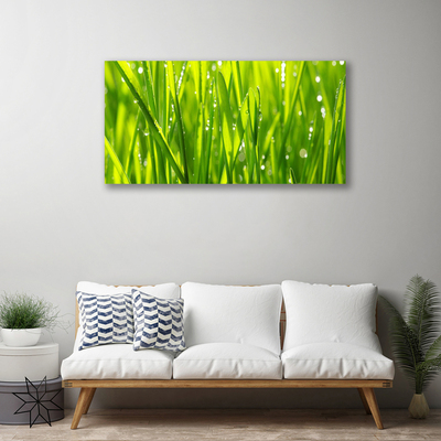 Photo sur toile Herbe nature vert