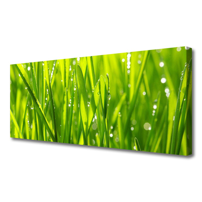 Photo sur toile Herbe nature vert