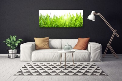 Photo sur toile Herbe nature vert