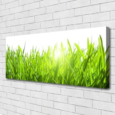 Photo sur toile Herbe nature vert