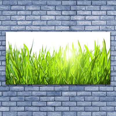 Photo sur toile Herbe nature vert