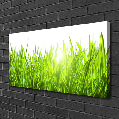 Photo sur toile Herbe nature vert