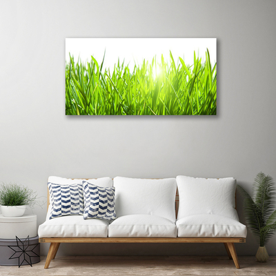 Photo sur toile Herbe nature vert