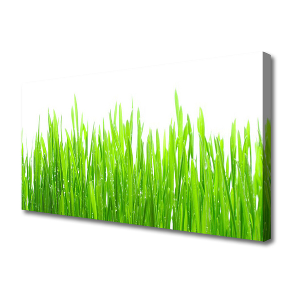 Photo sur toile Herbe nature vert