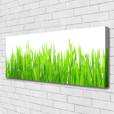 Photo sur toile Herbe nature vert