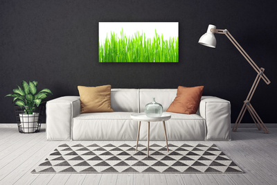 Photo sur toile Herbe nature vert