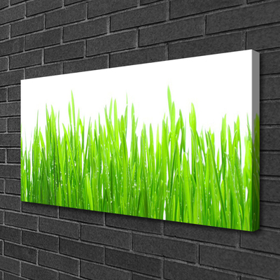 Photo sur toile Herbe nature vert