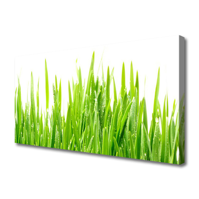 Photo sur toile Herbe nature vert