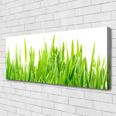 Photo sur toile Herbe nature vert