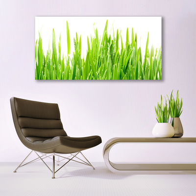 Photo sur toile Herbe nature vert