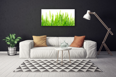 Photo sur toile Herbe nature vert