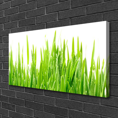 Photo sur toile Herbe nature vert