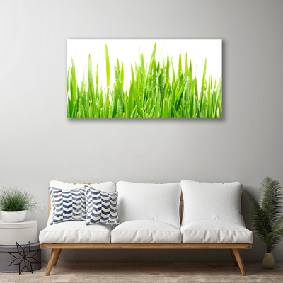 Photo sur toile Herbe nature vert