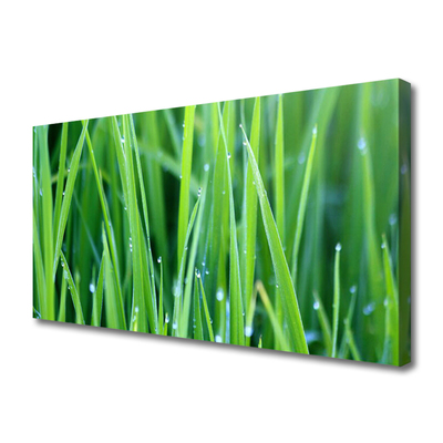 Photo sur toile Herbe nature vert