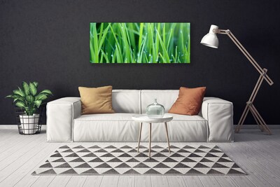 Photo sur toile Herbe nature vert