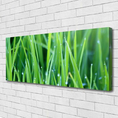 Photo sur toile Herbe nature vert