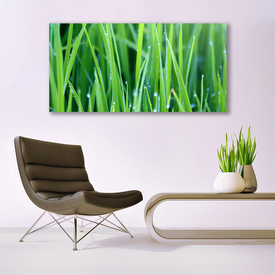 Photo sur toile Herbe nature vert