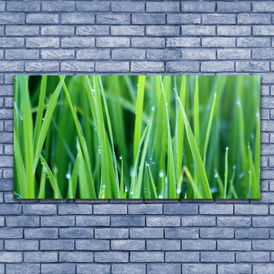 Photo sur toile Herbe nature vert