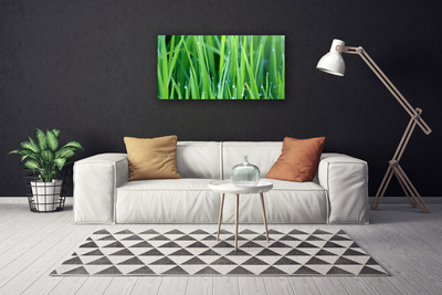 Photo sur toile Herbe nature vert