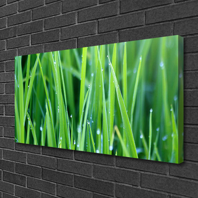 Photo sur toile Herbe nature vert