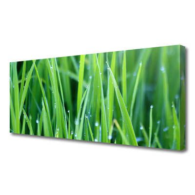 Photo sur toile Herbe nature vert