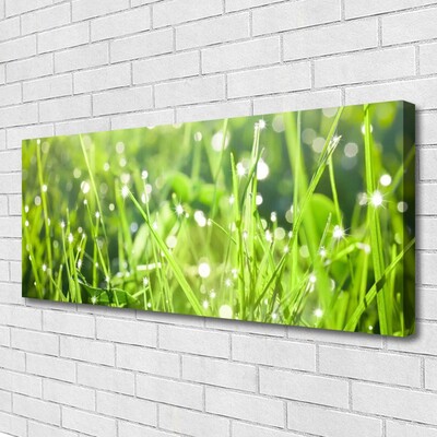 Photo sur toile Herbe nature vert