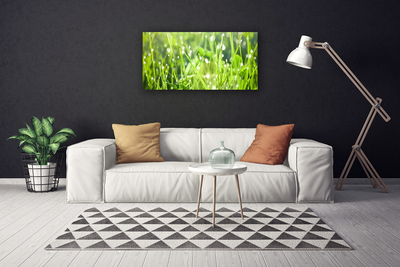 Photo sur toile Herbe nature vert