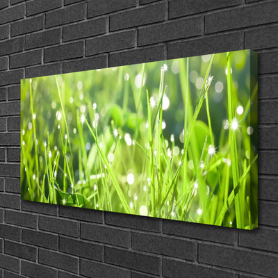 Photo sur toile Herbe nature vert