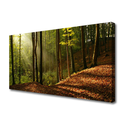 Photo sur toile Forêt nature brun vert