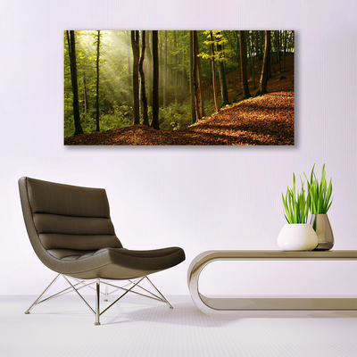 Photo sur toile Forêt nature brun vert