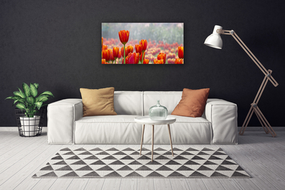 Photo sur toile Tulipes floral rouge