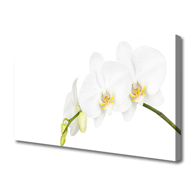 Photo sur toile Fleurs floral blanc