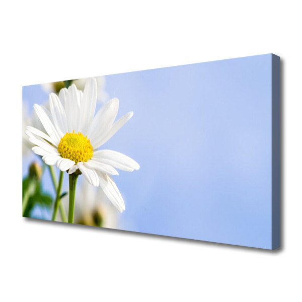 Photo sur toile Marguerite floral jaune blanc