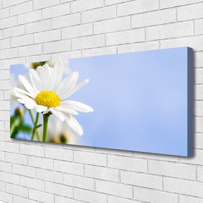 Photo sur toile Marguerite floral jaune blanc