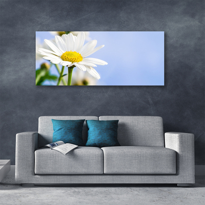 Photo sur toile Marguerite floral jaune blanc