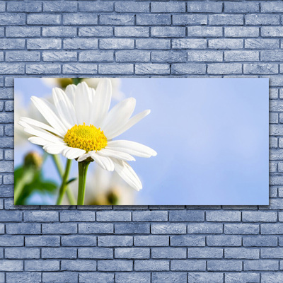 Photo sur toile Marguerite floral jaune blanc