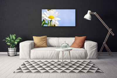 Photo sur toile Marguerite floral jaune blanc