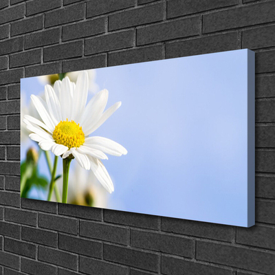 Photo sur toile Marguerite floral jaune blanc